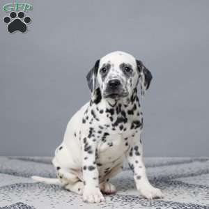 Linsay, Dalmatian Puppy